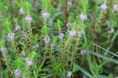 Rotala fimbriata